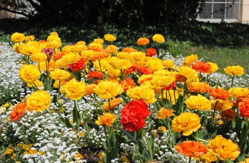 Wiosna w wilanowskich ogrodach