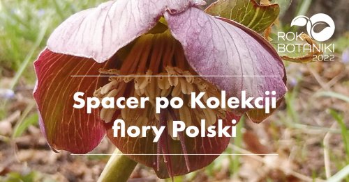 Spacer po Kolekcji flory Polski