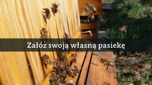 Wilanów miodem płynący