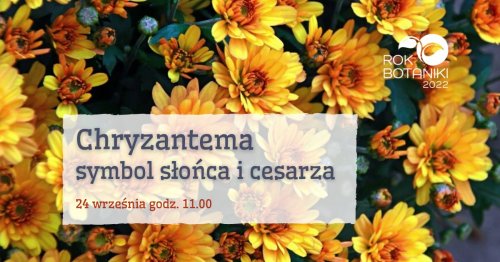 Chryzantema – symbol słońca i cesarza