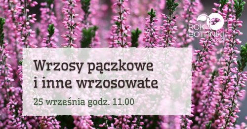 Wrzosy pączkowe i inne wrzosowate – spacer z przewodnikiem