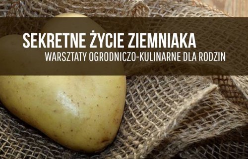 Skretne życie ziemniaka