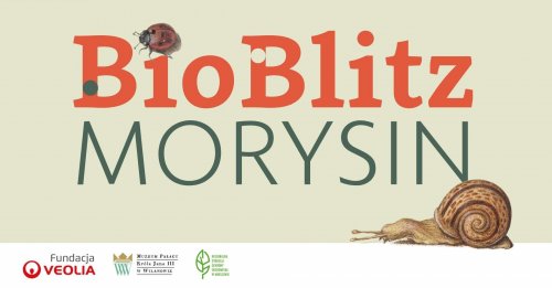 Bioblitz w rezerwacie przyrody Morysin