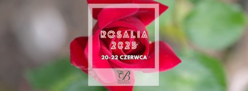 Rosalia - festiwal!