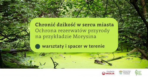 Chronić dzikość w sercu miasta - Ochrona rezerwatów przyrody na przykładzie Morysina