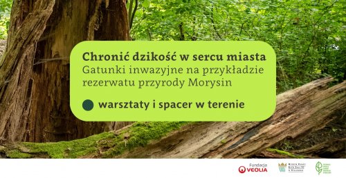 Chronić dzikość w sercu miasta - Ochrona rezerwatów przyrody na przykładzie Morysina