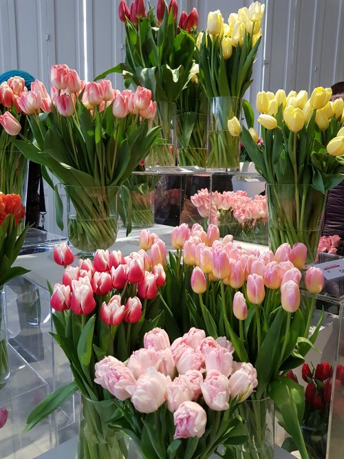 XIII Wystawa tulipanów w Wilanowie 