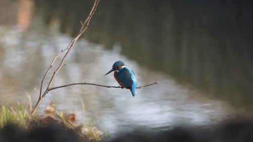 Ptasia Godzinka w Muzeum pałacu Króla Jana III w Wilanowie