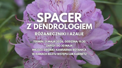 Spacer z dendrologiem wśród odmian różaneczników i azalii