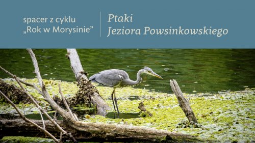 Ptaki Jeziora Powsinkowskiego - 