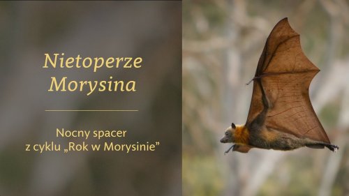 Nietoperze Morysina - nocny spacer z cyklu 