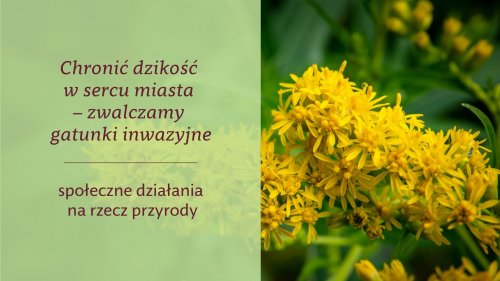 Chronić dzikość w sercu miasta - zwalczamy gatunki inwazyjne