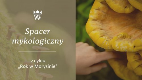 Spacer mykologiczny