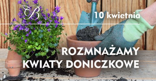 Warsztaty - rozmnażamy kwiaty doniczkowe