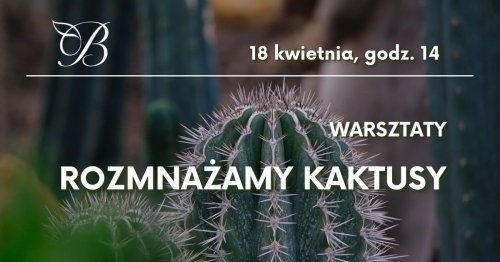Warsztaty - rozmnażamy kaktusy