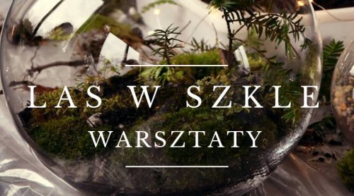 Las w szkle w kuli
