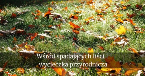 Wśród spadających liści