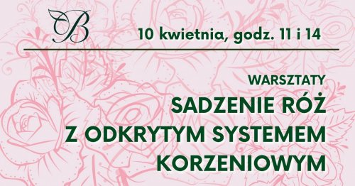Sadzimy róże z odkrytym systemem korzeniowym