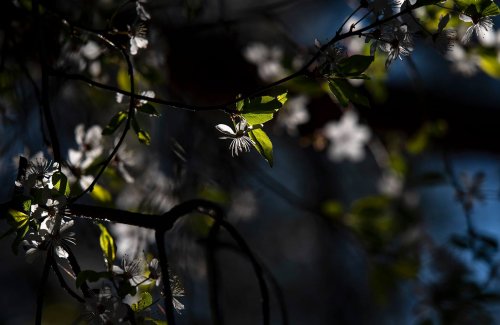 Spacer fotograficzny wśród roślin japońskich