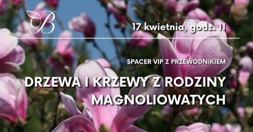 Spacer VIP - drzewa i krzewy z rodziny magnoliowatych