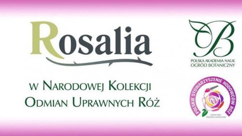 Warsztaty krzyżowania róż
