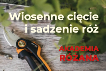 Wiosenne cięcie i sadzenie róż - warsztaty