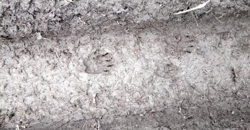 Wycieczki przyrodnicze po ogrodach wilanowskich