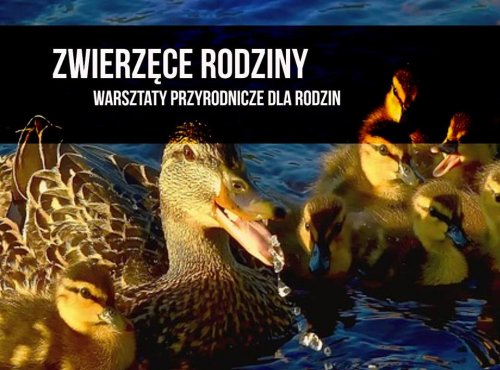 Zwierzęce rodziny